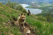 50 In ripida salita con fuori la lingua !